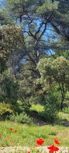 Les Bois De Zola Entre Provence Et Luberon Aparthotel Saint-Esteve-Janson Rom bilde